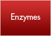 enzymes button hover